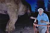 David Attenborough Meets The Biggest Animal Ever To Walk On Earth